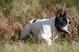 BOULEDOGUE FRANCAIS 1250